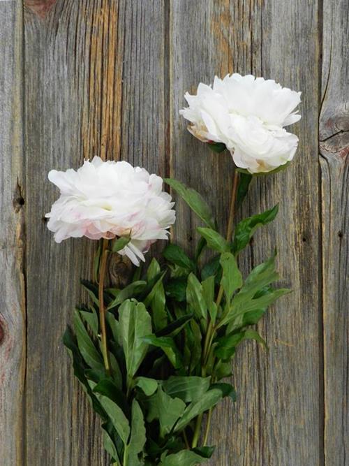 GARDENIA  BLUSH PEONIES